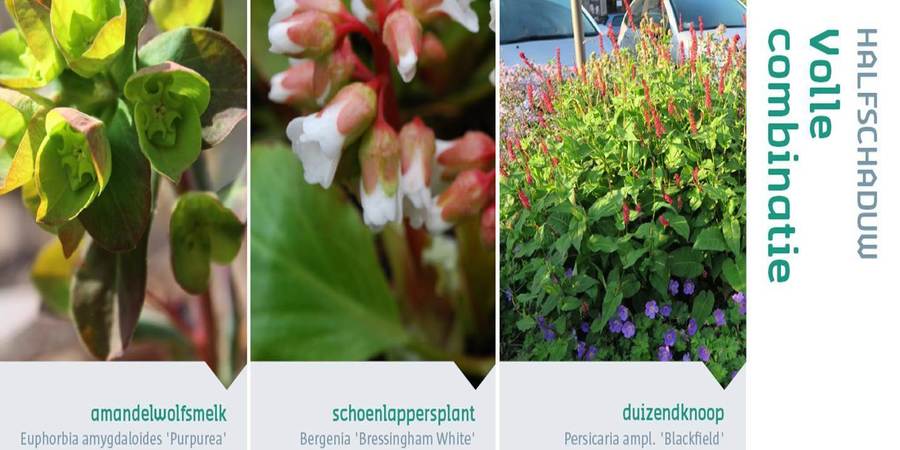 College van amandelwolfsmelk, schoenlappersplant en duizendknoop College van amandelwolfsmelk, schoenlappersplant en duizendknoop